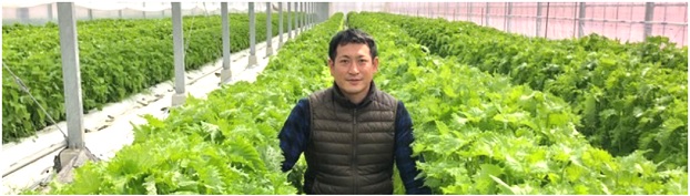 グリーンコープ 産直市場 / 【送料無料】無農薬栽培大葉（青しそ