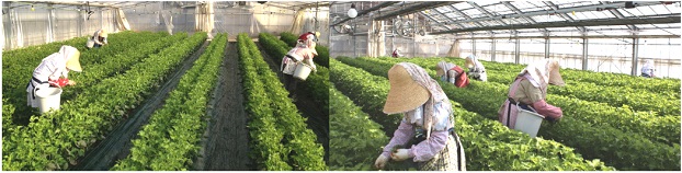 大葉農園 2025年4月29日、田植え。 おひるはカツカレー。